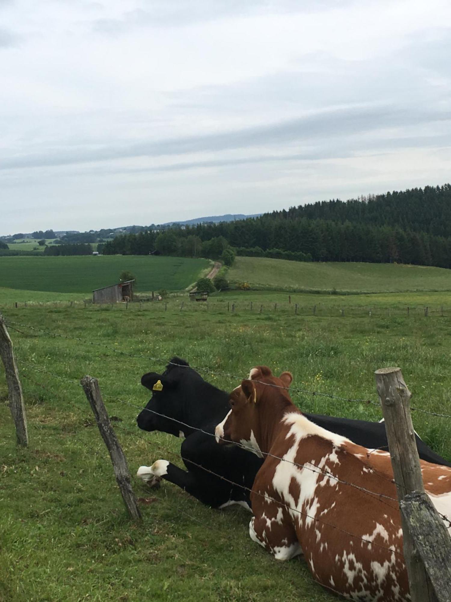 Paulis Cozy 4-Bedroom Vacation Home - With 4 Bathrooms Sun Terrace & Sauna, Nice To Hike & Bike, To Chil & Meet Büllingen Eksteriør billede